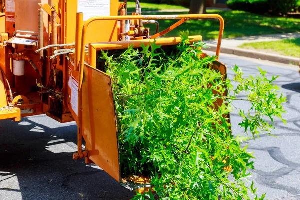 Tree Removal Service Mobile Focused on Customer Satisfaction