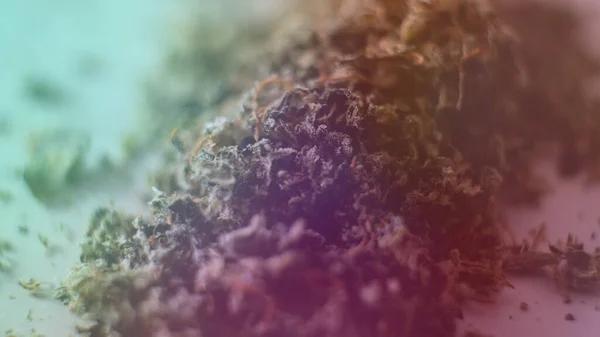 A Complete Guide to THCA Shopping in Austin